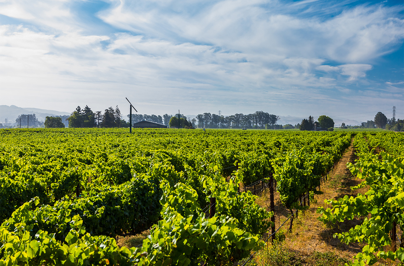 The ZD Wines certified organic Carneros Estate vineyards